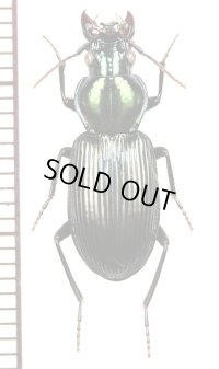 ゴミムシの一種　♀　Carabidae species フィリピン(ミンダナオ島)