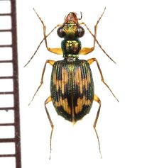 ゴミムシの一種　♂　Carabidae species フィリピン(ルソン島)