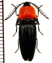 ヤジリコメツキの一種　Pachyderes rufiventralis　♂　フィリピン（ミンダナオ島）