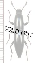 ゴミムシダマシの一種 Macellocerus acuminatus　マダガスカル
