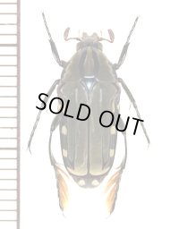 ハナムグリの一種　Pogonotarsus plumiger　♂　 マダガスカル