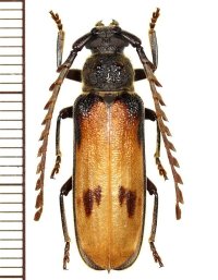 カミキリムシの一種 　Gigantotrichoderes flabellicornis　♂   フランス領ギアナ