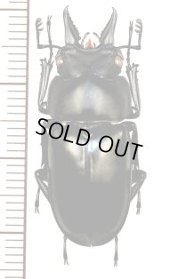 クワガタムシの一種  Prosopocoilus serricornis ♂　 マダガスカル