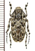 カミキリムシの一種　Coptops liturata  ♀　マダガスカル