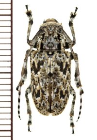 カミキリムシの一種　Coptops liturata  ♀　マダガスカル