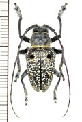 カミキリムシの一種　Megalofrea bioculata　♂　マダガスカル