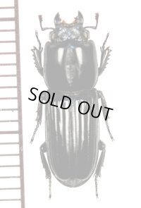 クワガタムシの一種 Figulus sublaevis マダガスカル