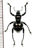 カタゾウムシの一種　Pachyrhynchus nobilis　 フィリピン(ルソン島)