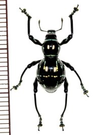カタゾウムシの一種　Pachyrhynchus nobilis　 フィリピン(ルソン島)
