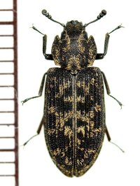 オキナワゴマダラコクヌスト　1頭　奄美大島