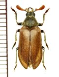 クチキクシヒゲムシ　♂　岩手県