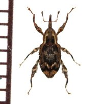 サキシマカレキゾウムシ　石垣島