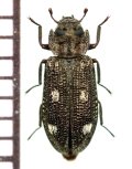 アサヒナコクヌスト　1頭　岩手県
