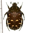 スケプシアシロテンハナムグリ　♂　フィリピン(ミンダナオ島)