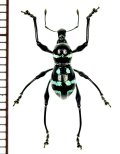 ゾウムシの一種　Metapocyrtus sp.　 フィリピン(ミンダナオ島)