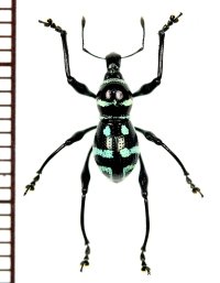 ゾウムシの一種　Metapocyrtus sp.　 フィリピン(ミンダナオ島)