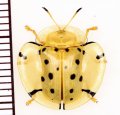 カメノコハムシの一種　Aspidomorpha miliaris　フィリピン（ミンダナオ島）
