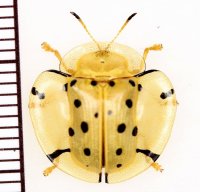 カメノコハムシの一種　Aspidomorpha miliaris　フィリピン（ミンダナオ島）