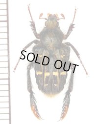 ハナムグリの一種　Chromoptilia diversipes  ♀  マダガスカル