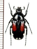 ハナムグリの一種　Pygora ornata  ♀  マダガスカル