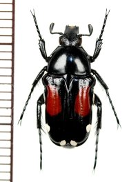 ハナムグリの一種　Pygora ornata  ♀  マダガスカル