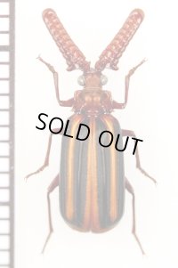 ヒゲブトオサムシ族の一種　Heteropaussus trapezicollis　タンザニア