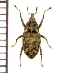 モモビロヤサクチカクシゾウムシ　1頭　石垣島