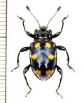 テントウムシダマシの一種　Spathomeles sp.　♂　ミャンマー