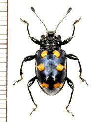 テントウムシダマシの一種　Spathomeles sp.　♂　ミャンマー