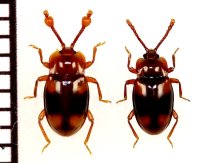 タイワンヨツモンテントウダマシ　ペア　石垣島