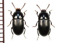 ヘリアカゴミムシダマシ　 ペア　石垣島