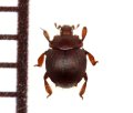 好蟻性エンマムシの一種　Myrmecophilous histeridae sp.  ペルー
