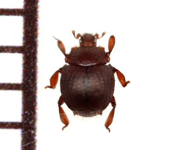画像1: 好蟻性エンマムシの一種　Myrmecophilous histeridae sp.  ペルー