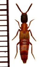 好蟻性ハネカクシの一種　Myrmecophilous staphylinidae  sp.  ペルー