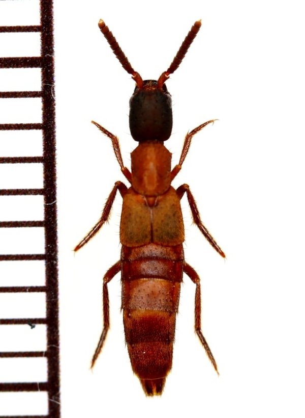 画像1: 好蟻性ハネカクシの一種　Myrmecophilous staphylinidae  sp.  ペルー