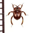 好蟻性エンマムシの一種　Myrmecophilous histeridae sp.  ペルー