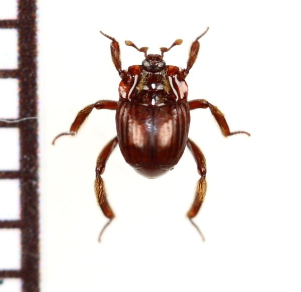 画像1: 好蟻性エンマムシの一種　Myrmecophilous histeridae sp.  ペルー