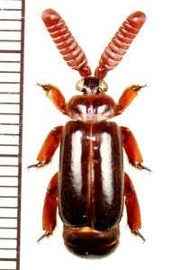ヒゲブトオサムシ族の一種　Cerapterus laceratus　南アフリカ共和国