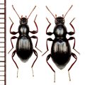 ソボトゲヒサゴゴミムシダマシ　ペア　宮崎県