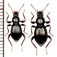ソボトゲヒサゴゴミムシダマシ　ペア　宮崎県