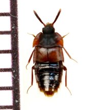 好蟻性ハネカクシの一種　Dinarda maerkelii　ロシア