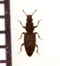 好蟻性ネスイムシの一種　Monotoma conicicollis　ロシア