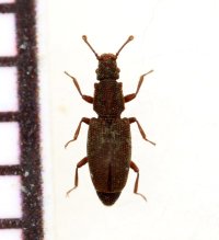 好蟻性ネスイムシの一種　Monotoma conicicollis　ロシア