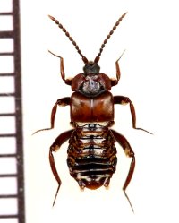 好蟻性ハネカクシの一種　Lomechusoides strumosus　ロシア