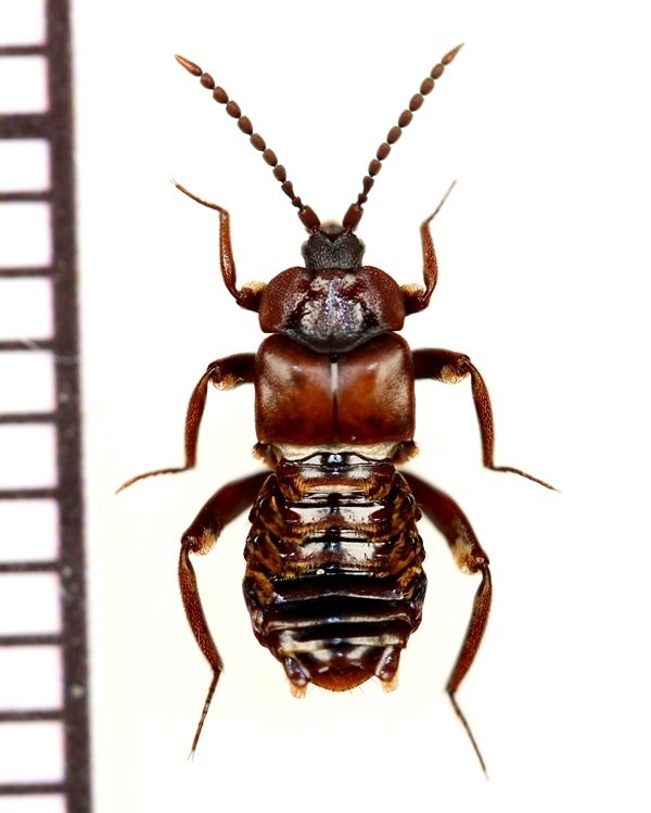 画像1: 好蟻性ハネカクシの一種　Lomechusoides strumosus　ロシア