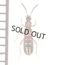 好蟻性ハネカクシの一種　Myrmecophilous Staphylinid species　ロシア