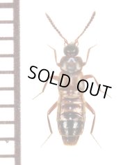 好蟻性ハネカクシの一種　Myrmecophilous Staphylinid species　ロシア