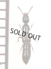 好蟻性ハネカクシの一種　Myrmecophilous Staphylinid species　ロシア
