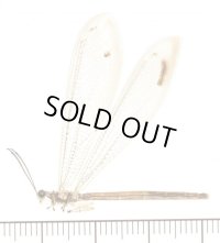 ホシウスバカゲロウ　石垣島