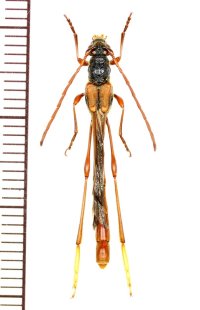 カミキリムシの一種　Necydalis shinborii　♂　ベトナム北東部